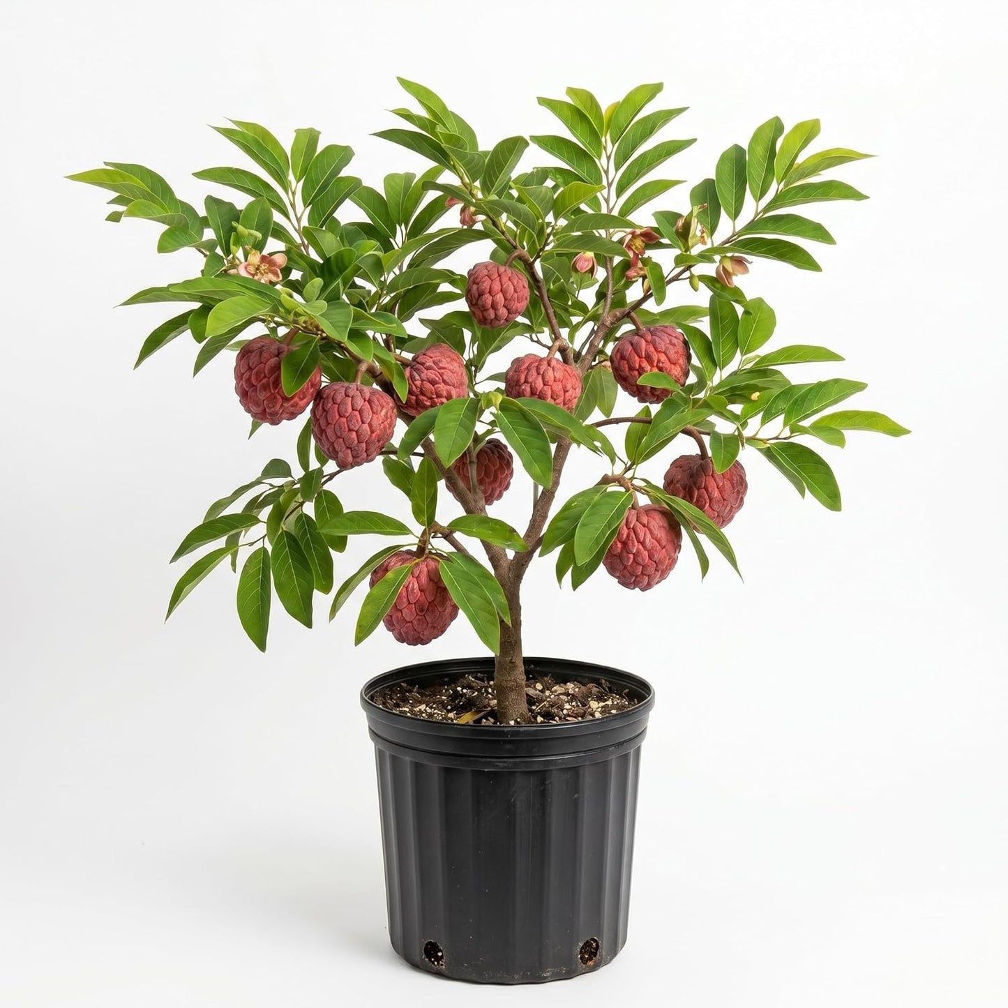 Sugar Apple Tree 2-3 Feet Tall in 3 Gallon Pot, Sweet Tropical Fruit Tree, Backyard and Container Planting, No CA (Yellow Sugar Apple)