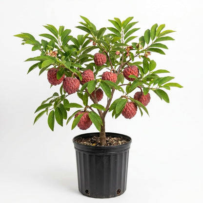 Sugar Apple Tree 2-3 Feet Tall in 3 Gallon Pot, Sweet Tropical Fruit Tree, Backyard and Container Planting, No CA (Yellow Sugar Apple)
