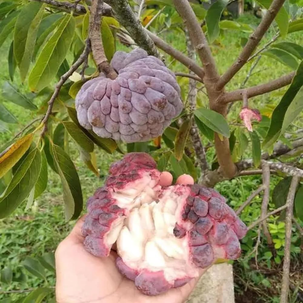 Sugar Apple Tree 2-3 Feet Tall in 3 Gallon Pot, Sweet Tropical Fruit Tree, Backyard and Container Planting, No CA (Yellow Sugar Apple)