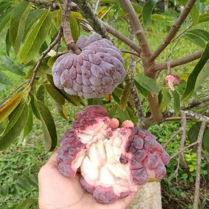 Sugar Apple Tree 2-3 Feet Tall in 3 Gallon Pot, Sweet Tropical Fruit Tree, Backyard and Container Planting, No CA (Yellow Sugar Apple)
