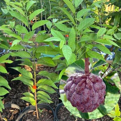 Sugar Apple Tree 2-3 Feet Tall in 3 Gallon Pot, Sweet Tropical Fruit Tree, Backyard and Container Planting, No CA (Yellow Sugar Apple)