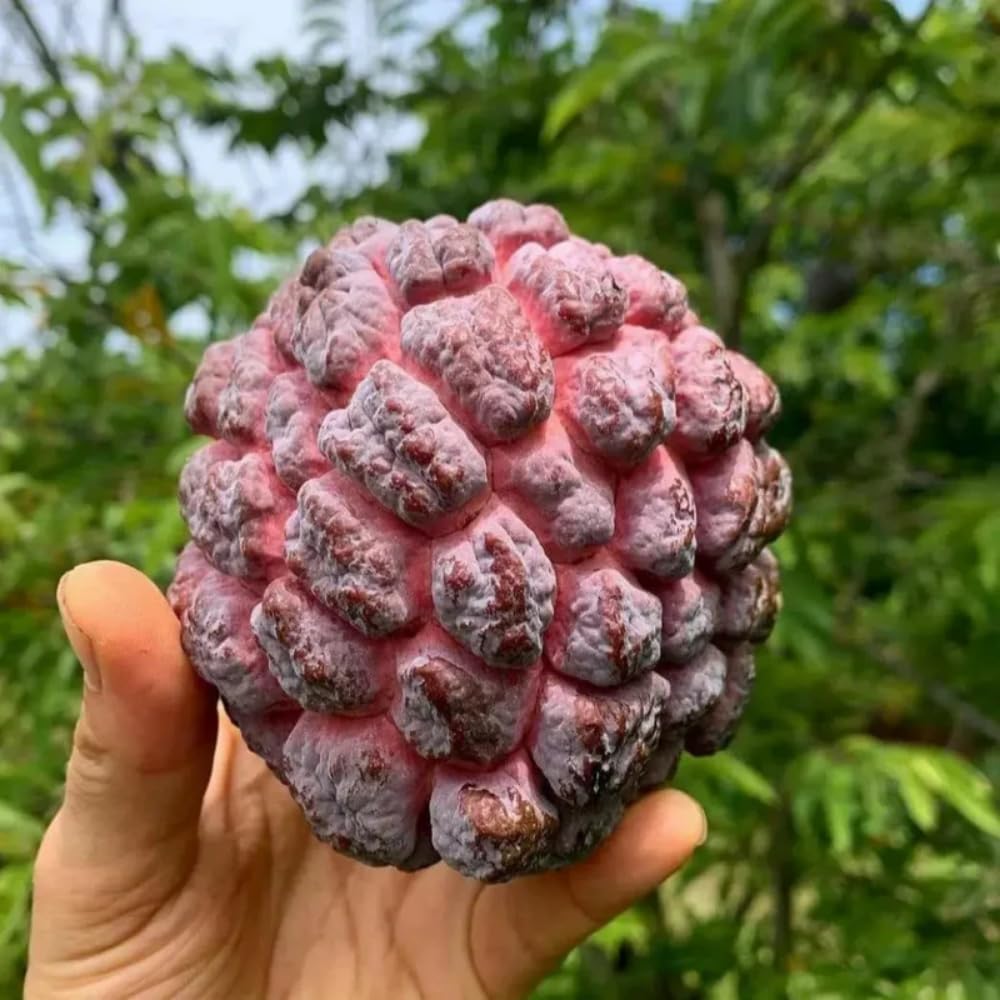 Sugar Apple Tree 2-3 Feet Tall in 3 Gallon Pot, Sweet Tropical Fruit Tree, Backyard and Container Planting, No CA (Yellow Sugar Apple)
