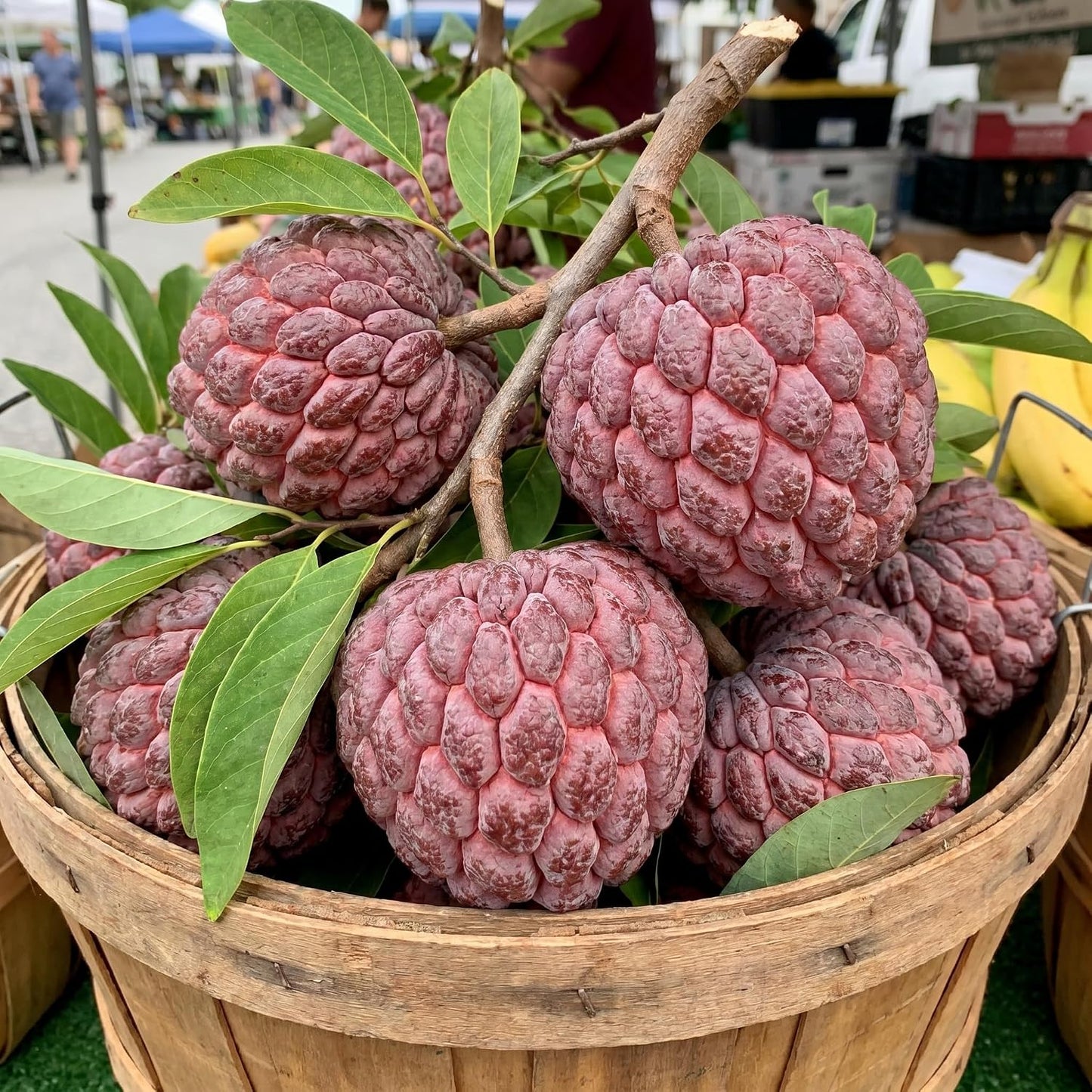 Sugar Apple Tree 2-3 Feet Tall in 3 Gallon Pot, Sweet Tropical Fruit Tree, Backyard and Container Planting, No CA (Yellow Sugar Apple)