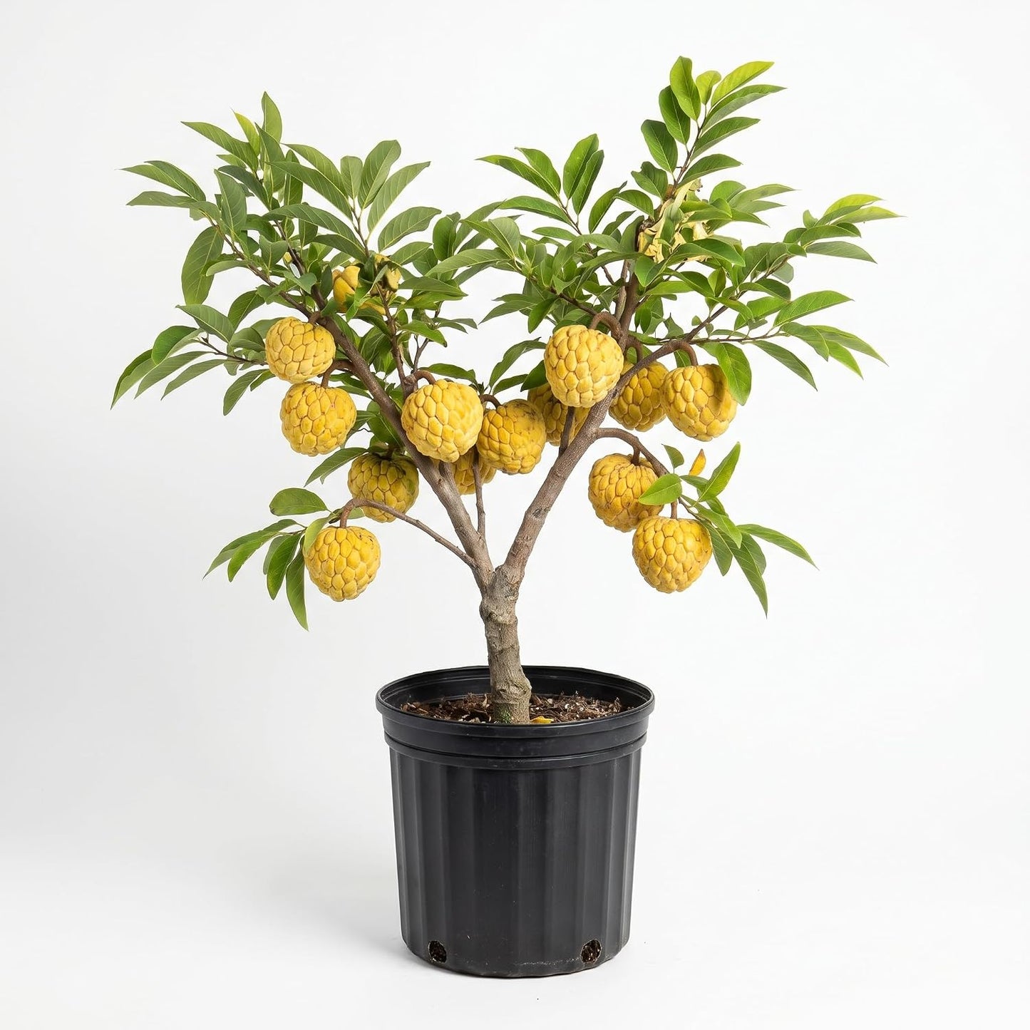 Sugar Apple Tree 2-3 Feet Tall in 3 Gallon Pot, Sweet Tropical Fruit Tree, Backyard and Container Planting, No CA (Yellow Sugar Apple)