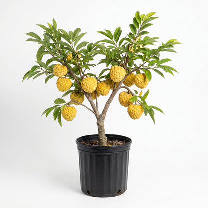Sugar Apple Tree 2-3 Feet Tall in 3 Gallon Pot, Sweet Tropical Fruit Tree, Backyard and Container Planting, No CA (Yellow Sugar Apple)