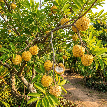Sugar Apple Tree 2-3 Feet Tall in 3 Gallon Pot, Sweet Tropical Fruit Tree, Backyard and Container Planting, No CA (Yellow Sugar Apple)