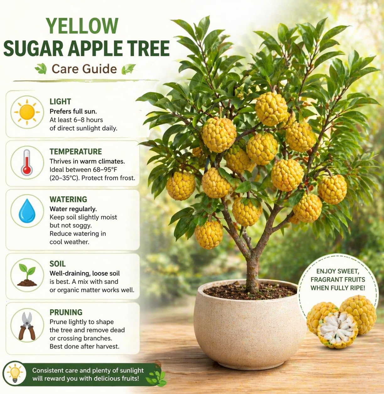 Sugar Apple Tree 2-3 Feet Tall in 3 Gallon Pot, Sweet Tropical Fruit Tree, Backyard and Container Planting, No CA (Yellow Sugar Apple)