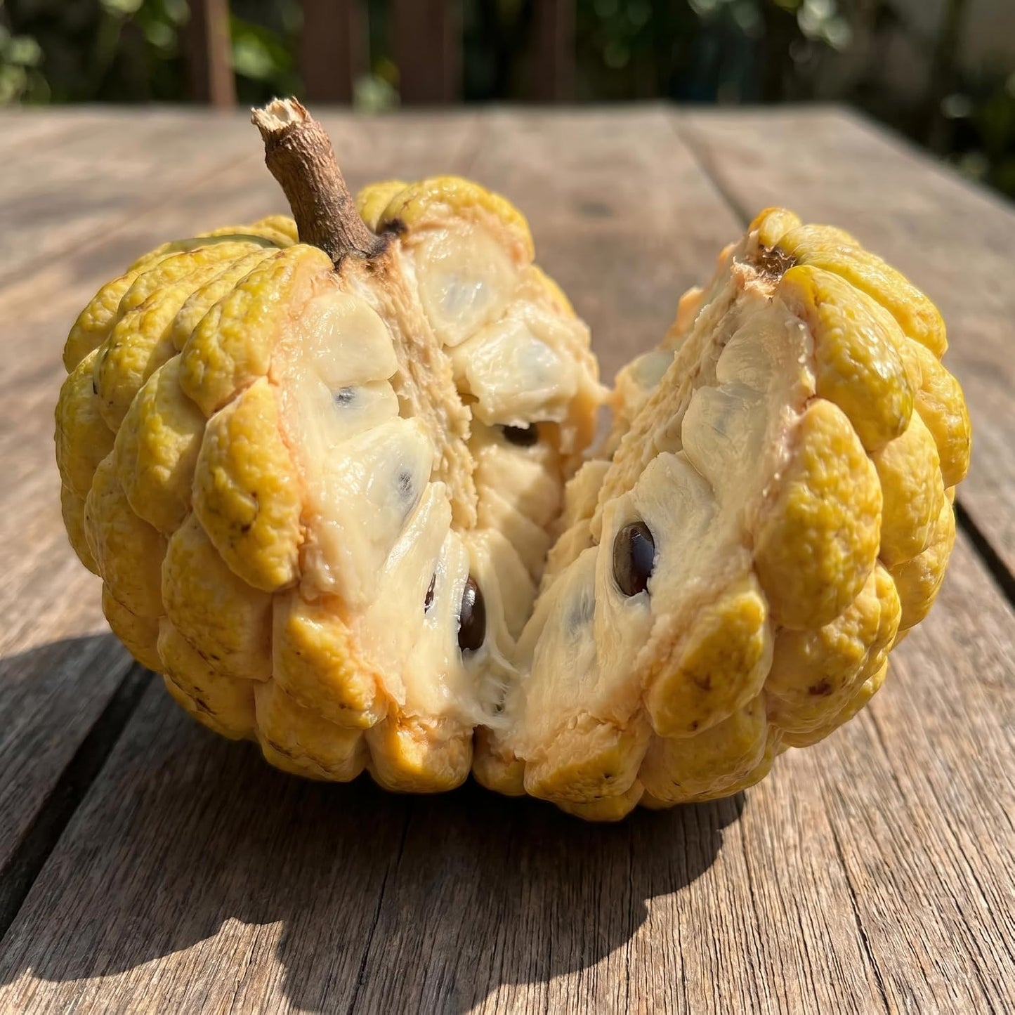 Sugar Apple Tree 2-3 Feet Tall in 3 Gallon Pot, Sweet Tropical Fruit Tree, Backyard and Container Planting, No CA (Yellow Sugar Apple)