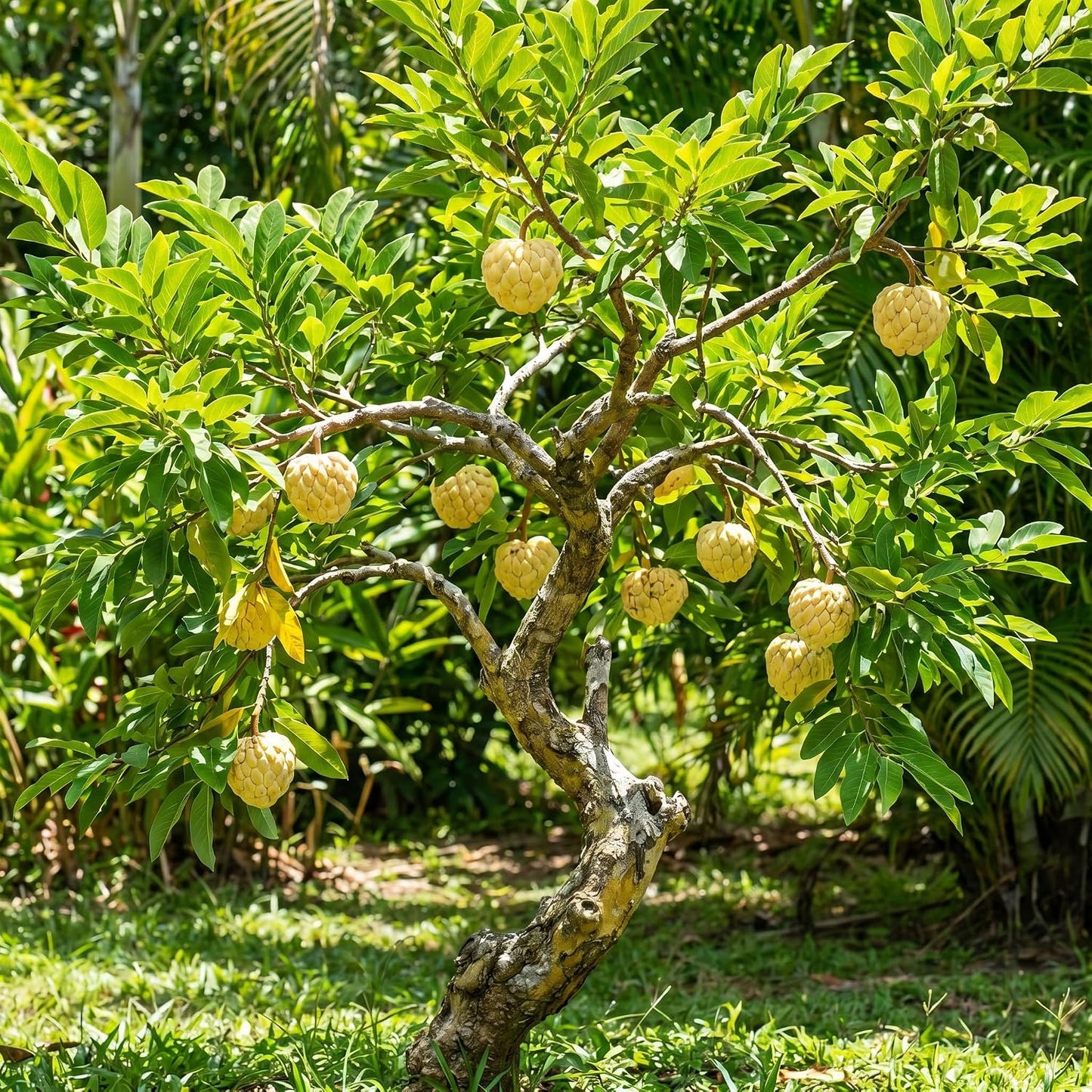 Sugar Apple Tree 2-3 Feet Tall in 3 Gallon Pot, Sweet Tropical Fruit Tree, Backyard and Container Planting, No CA (Yellow Sugar Apple)