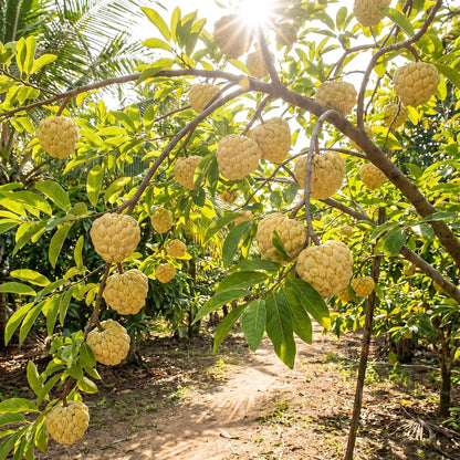 Sugar Apple Tree 2-3 Feet Tall in 3 Gallon Pot, Sweet Tropical Fruit Tree, Backyard and Container Planting, No CA (Yellow Sugar Apple)
