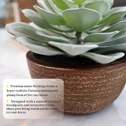 Artificial Succulents Plastic Artificial Green Plant for Office, Fake Succulents for Home Decoration (Set of 2 Succlents in Pots)