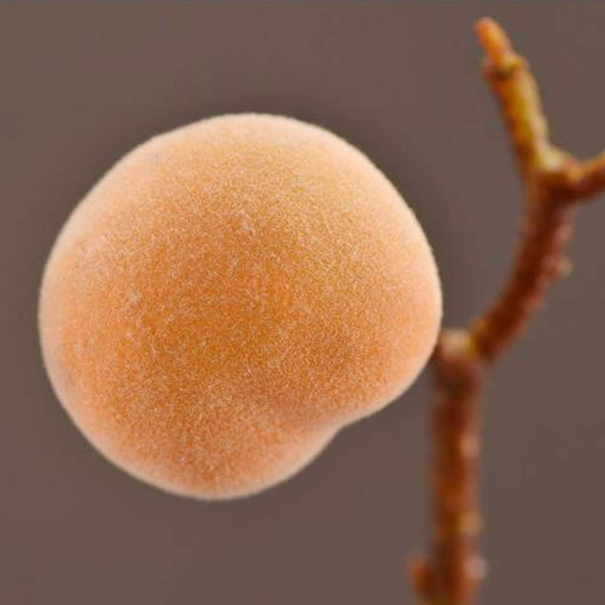 2 Pcs Artificial Peach Branches, 18 Inch Real Touch Fake Peach with Green Leaves Simulation Peach Tree Stems Faux Plants Flower Arrangement for Vase Wedding Photography Props Decor