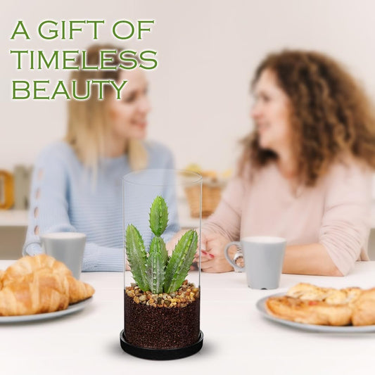 Artificial Succulent in Cylindrical Glass Vase Small Fake Cactus Plant with Modern Glass Terrarium Faux Plants Indoor Gift for Plant Lover Decor for Home Office Table Desk Shelf