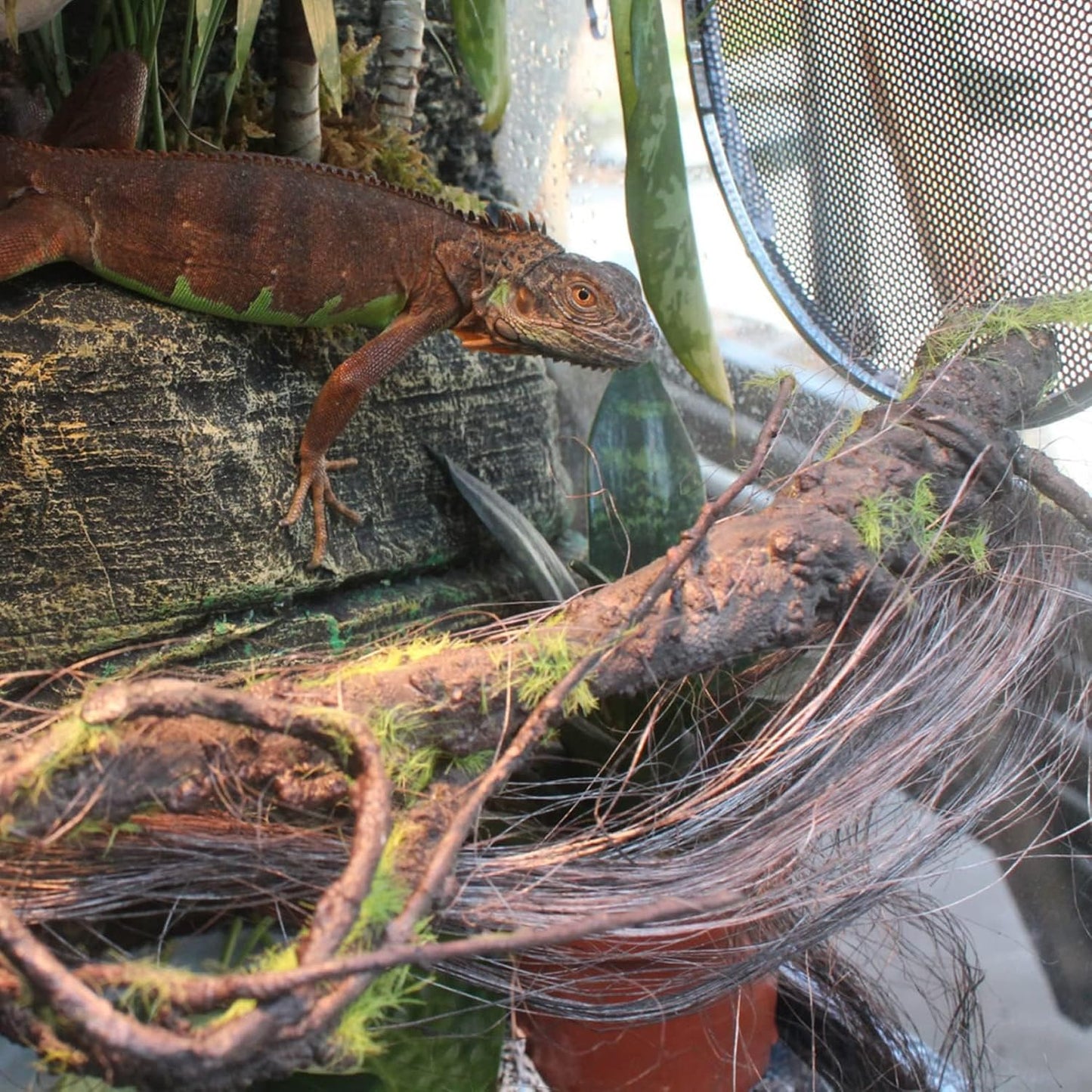 Reptile Jungle Vines Flexible Bend-A-Branch, 3.6Ft Reptile Climbing Branches, Chameleon Flexible Vine Decor,Terrarium Plants Decoration Accessories for Lizard Gecko Frog Snake