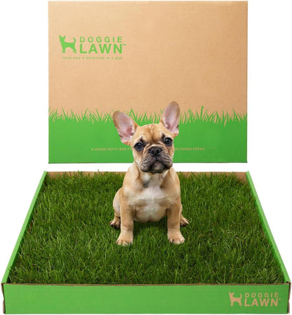 Real Grass Puppy Pads, Indoor Potty for Apartments, XLarge 24x24
