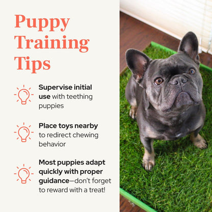 Real Grass Puppy Pads, Indoor Potty for Apartments, XLarge 24x24