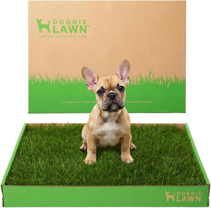 Real Grass Puppy Pads, Indoor Potty for Apartments, XLarge 24x24