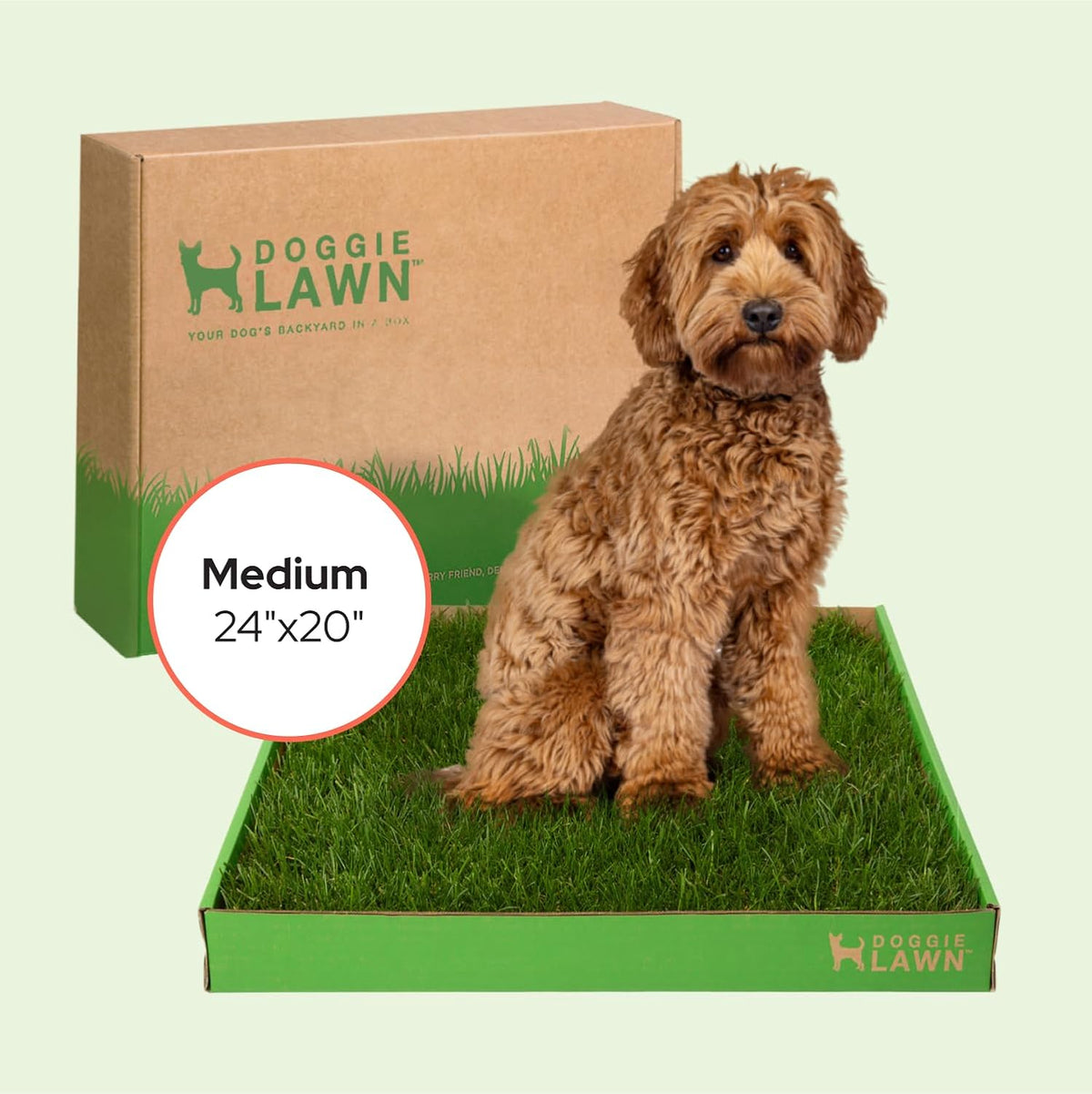 Real Grass Puppy Pads, Indoor Potty for Apartments, XLarge 24x24