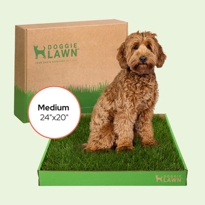 Real Grass Puppy Pads, Indoor Potty for Apartments, XLarge 24x24