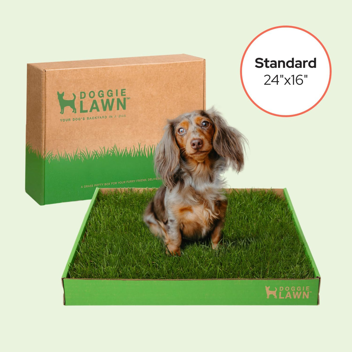 Real Grass Puppy Pads, Indoor Potty for Apartments, XLarge 24x24