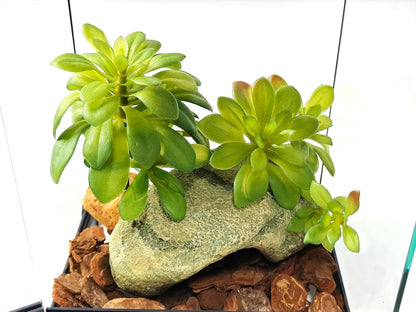 Reptile Plants Succulent, Artificial Desert Plant for Terrarium Decor, Bearded Dragon Tank Accessories fit Gecko Lizard Chameleon Ball Python Snake - Guzmania lingulata