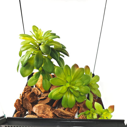Reptile Plants Succulent, Artificial Desert Plant for Terrarium Decor, Bearded Dragon Tank Accessories fit Gecko Lizard Chameleon Ball Python Snake - Guzmania lingulata