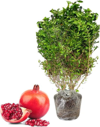 Wonderful Pomegranate Tree Live, Backyard Orchard Tree, 10-12 Inch Tall