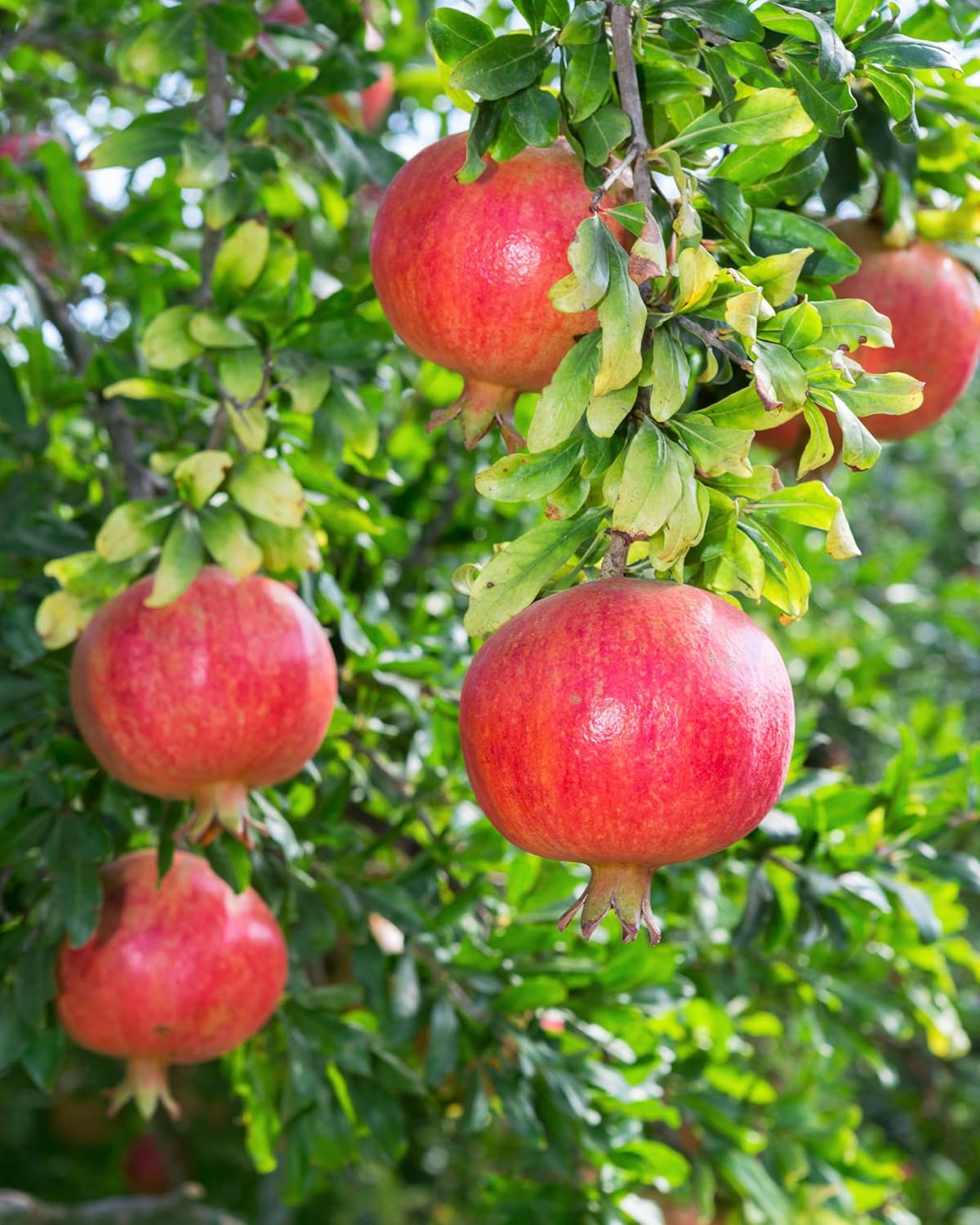 Wonderful Pomegranate Tree Live, Backyard Orchard Tree, 10-12 Inch Tall