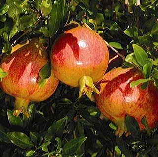 Wonderful Pomegranate Tree Live, Backyard Orchard Tree, 10-12 Inch Tall