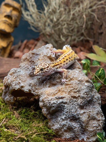 Reptile Hideout Cave Resin Simulation Rock Decor for Turtles, Lizards, Bearded Dragons, Snakes, and Geckos - Small Habitat Décor
