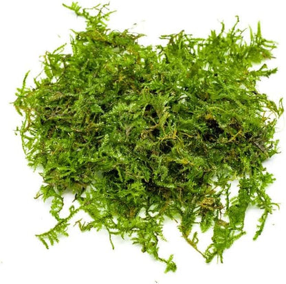 Christmas Moss Live Aquarium Plant - Freshwater Fish Tank Decorations for Natural Aquatic Décor (Golf Ball)