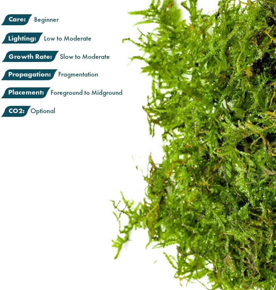 Christmas Moss Live Aquarium Plant - Freshwater Fish Tank Decorations for Natural Aquatic Décor (Golf Ball)