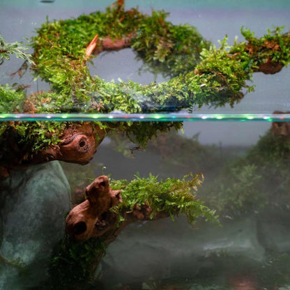 Christmas Moss Live Aquarium Plant - Freshwater Fish Tank Decorations for Natural Aquatic Décor (Golf Ball)