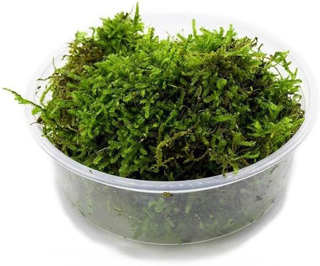 Christmas Moss Live Aquarium Plant - Freshwater Fish Tank Decorations for Natural Aquatic Décor (Golf Ball)