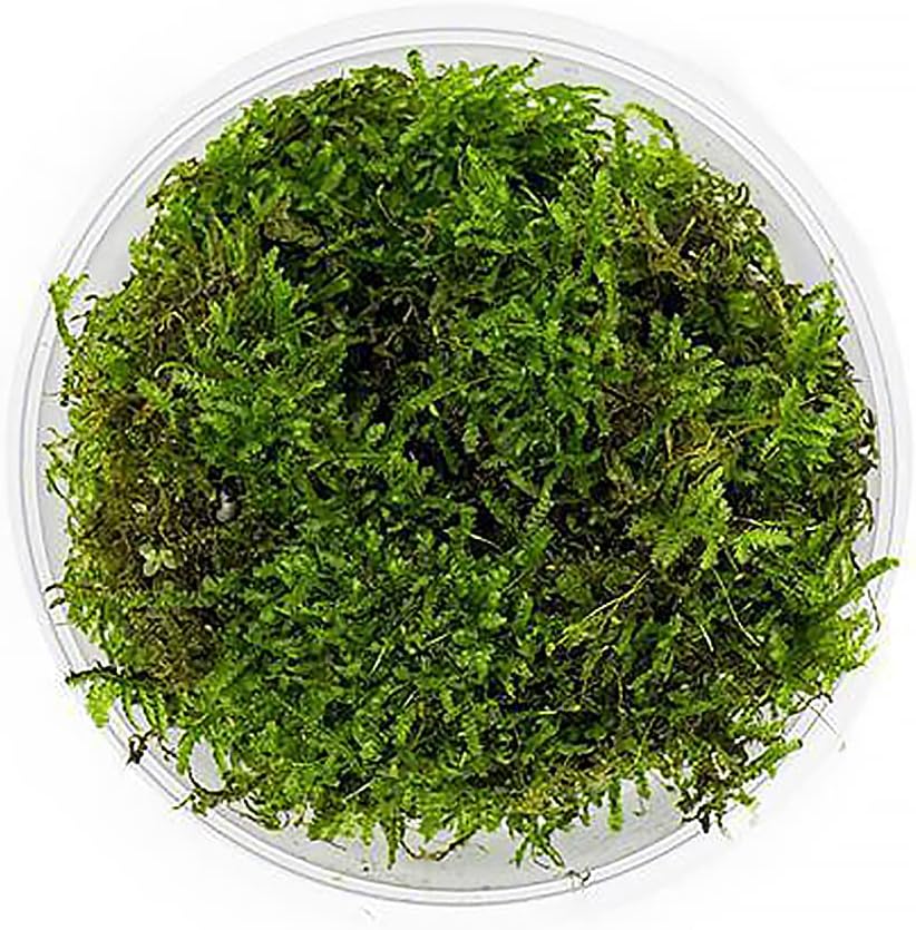 Christmas Moss Live Aquarium Plant - Freshwater Fish Tank Decorations for Natural Aquatic Décor (Golf Ball)