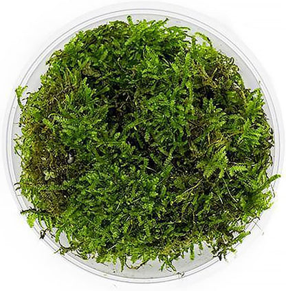 Christmas Moss Live Aquarium Plant - Freshwater Fish Tank Decorations for Natural Aquatic Décor (Golf Ball)