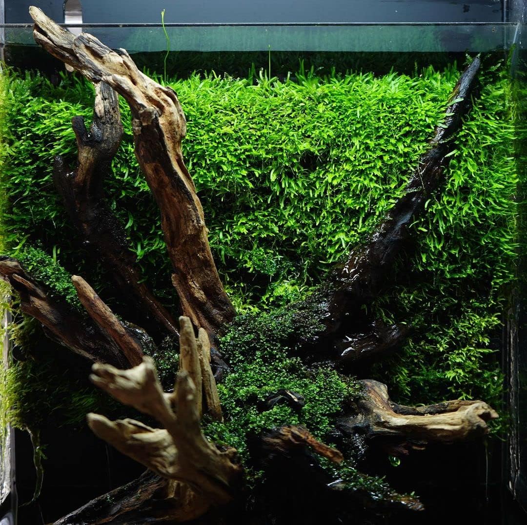 Christmas Moss Live Aquarium Plant - Freshwater Fish Tank Decorations for Natural Aquatic Décor (Golf Ball)