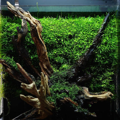 Christmas Moss Live Aquarium Plant - Freshwater Fish Tank Decorations for Natural Aquatic Décor (Golf Ball)
