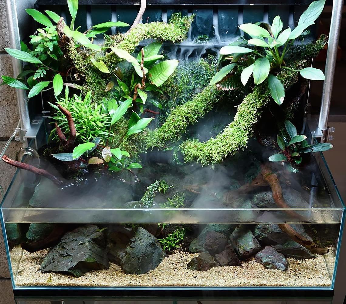 Christmas Moss Live Aquarium Plant - Freshwater Fish Tank Decorations for Natural Aquatic Décor (Golf Ball)