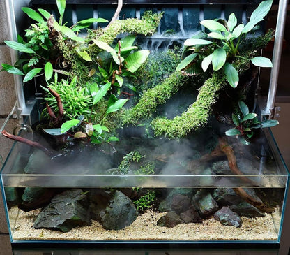 Christmas Moss Live Aquarium Plant - Freshwater Fish Tank Decorations for Natural Aquatic Décor (Golf Ball)