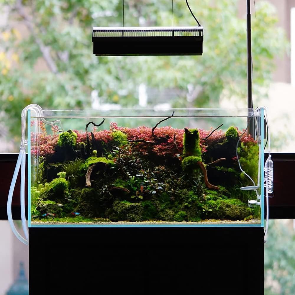 Christmas Moss Live Aquarium Plant - Freshwater Fish Tank Decorations for Natural Aquatic Décor (Golf Ball)