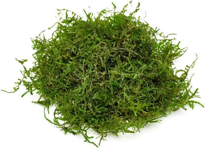 Christmas Moss Live Aquarium Plant - Freshwater Fish Tank Decorations for Natural Aquatic Décor (Golf Ball)