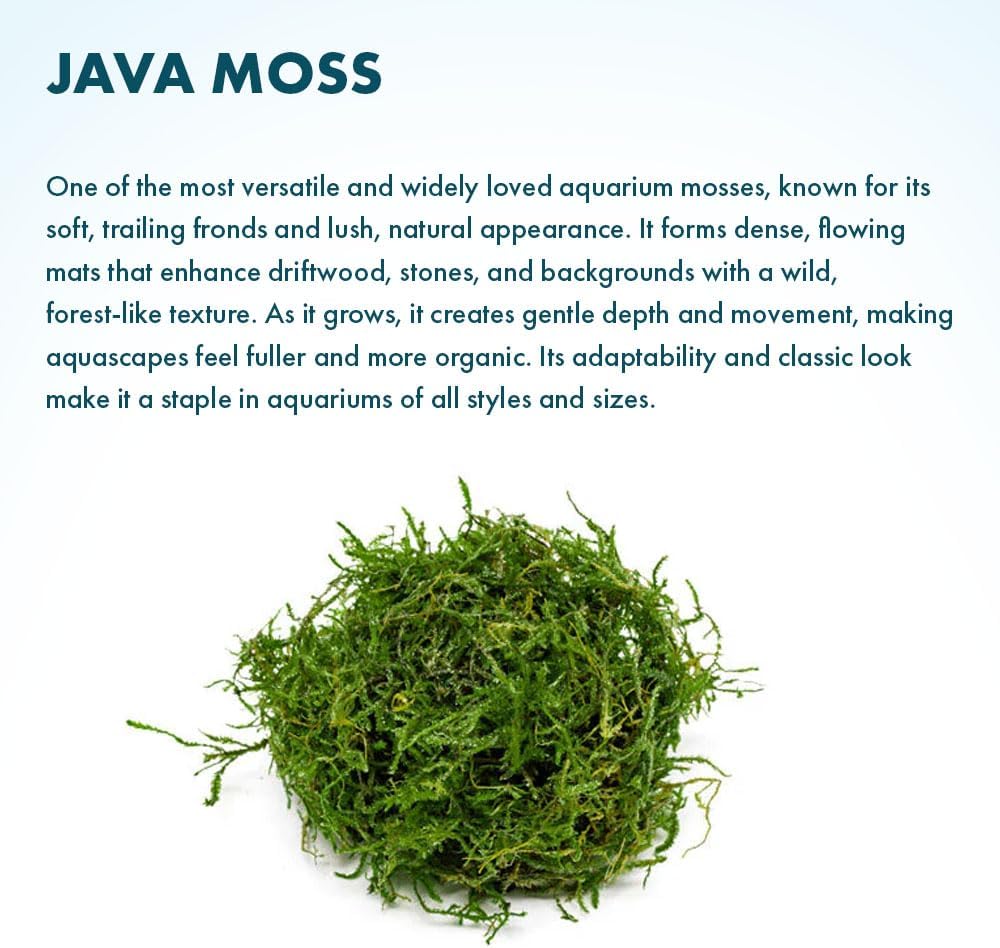 Christmas Moss Live Aquarium Plant - Freshwater Fish Tank Decorations for Natural Aquatic Décor (Golf Ball)
