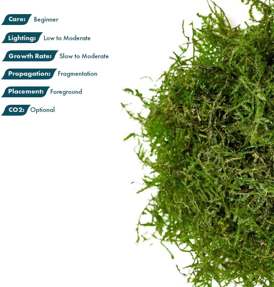 Christmas Moss Live Aquarium Plant - Freshwater Fish Tank Decorations for Natural Aquatic Décor (Golf Ball)