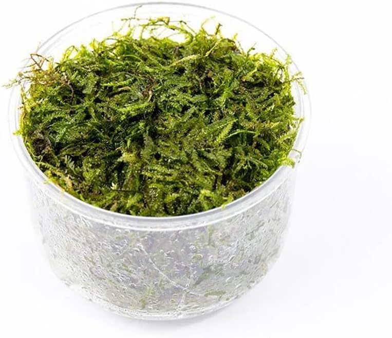 Christmas Moss Live Aquarium Plant - Freshwater Fish Tank Decorations for Natural Aquatic Décor (Golf Ball)