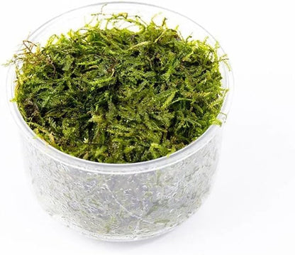 Christmas Moss Live Aquarium Plant - Freshwater Fish Tank Decorations for Natural Aquatic Décor (Golf Ball)