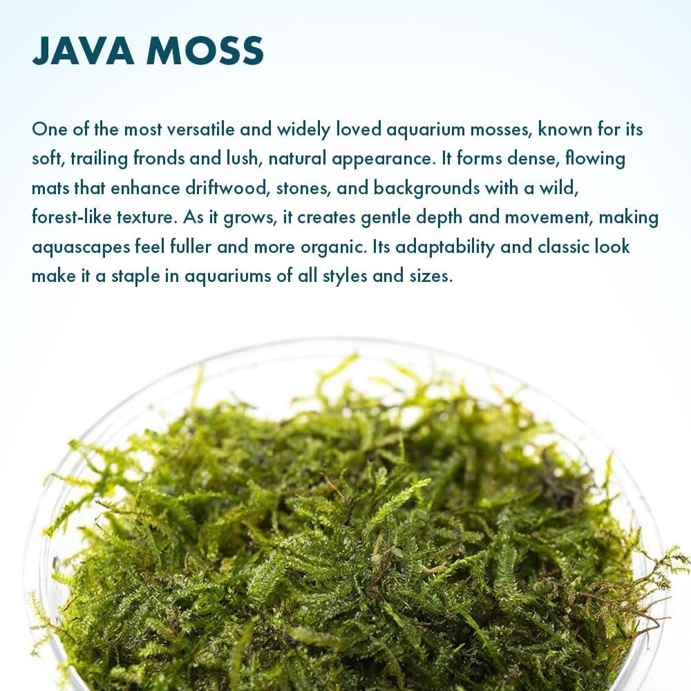 Christmas Moss Live Aquarium Plant - Freshwater Fish Tank Decorations for Natural Aquatic Décor (Golf Ball)