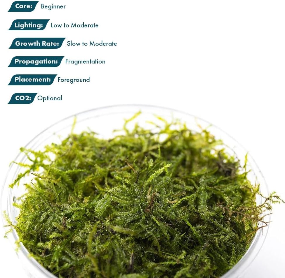Christmas Moss Live Aquarium Plant - Freshwater Fish Tank Decorations for Natural Aquatic Décor (Golf Ball)