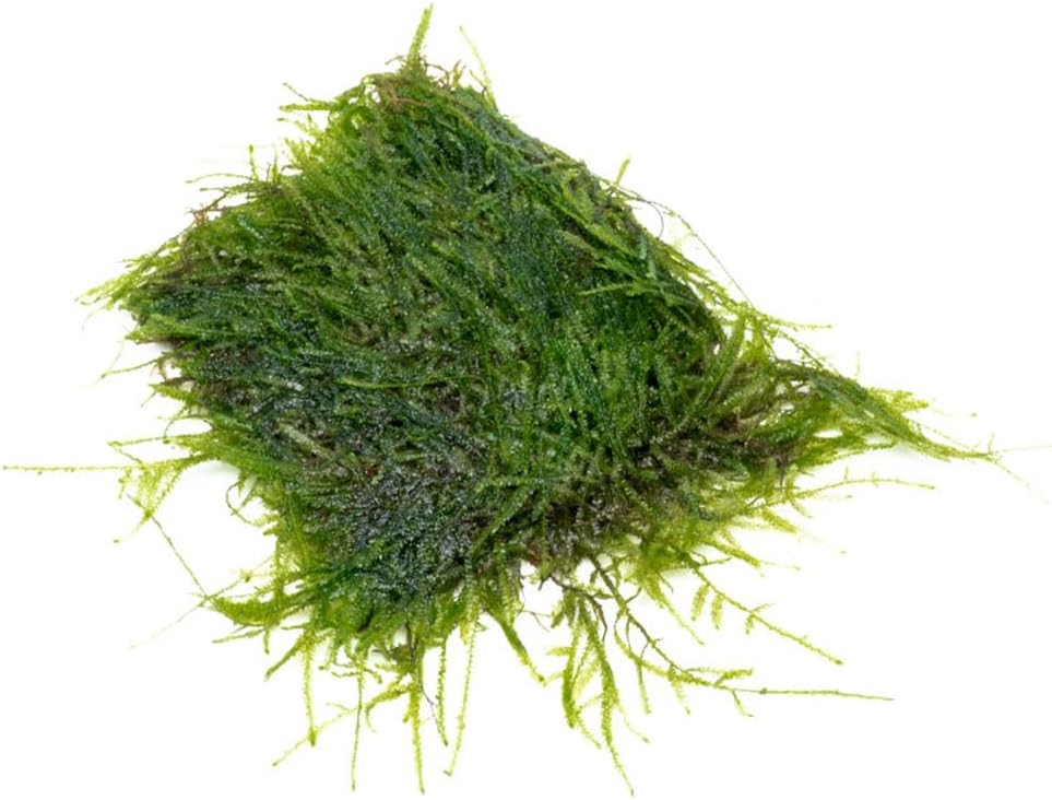 Christmas Moss Live Aquarium Plant - Freshwater Fish Tank Decorations for Natural Aquatic Décor (Golf Ball)