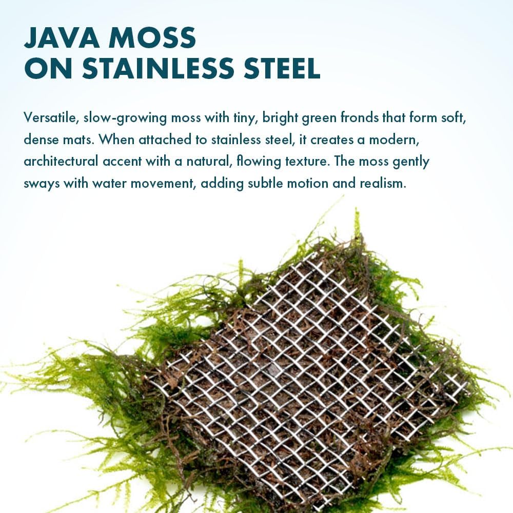 Christmas Moss Live Aquarium Plant - Freshwater Fish Tank Decorations for Natural Aquatic Décor (Golf Ball)